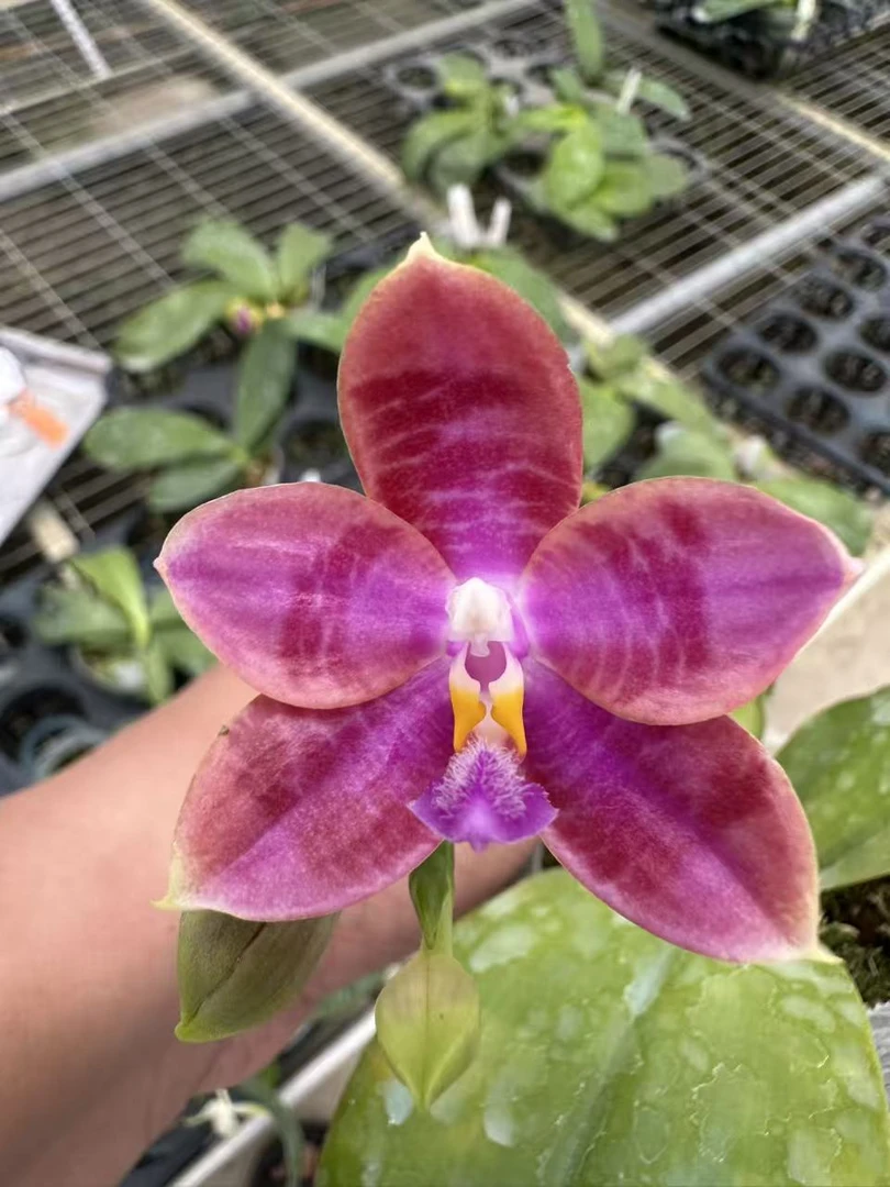 【2600】1.7寸蝴蝶兰