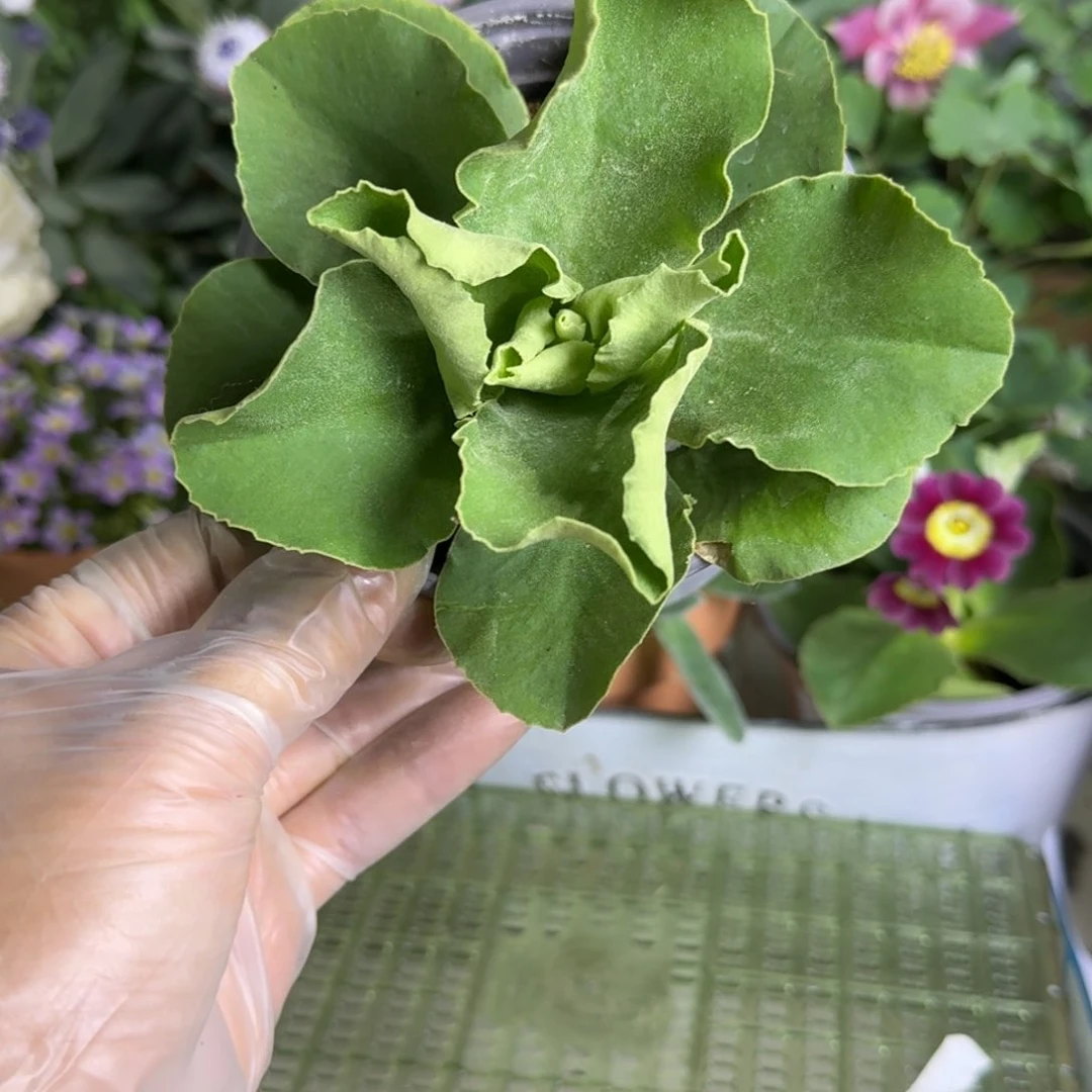 一物一拍  耳叶报春A762