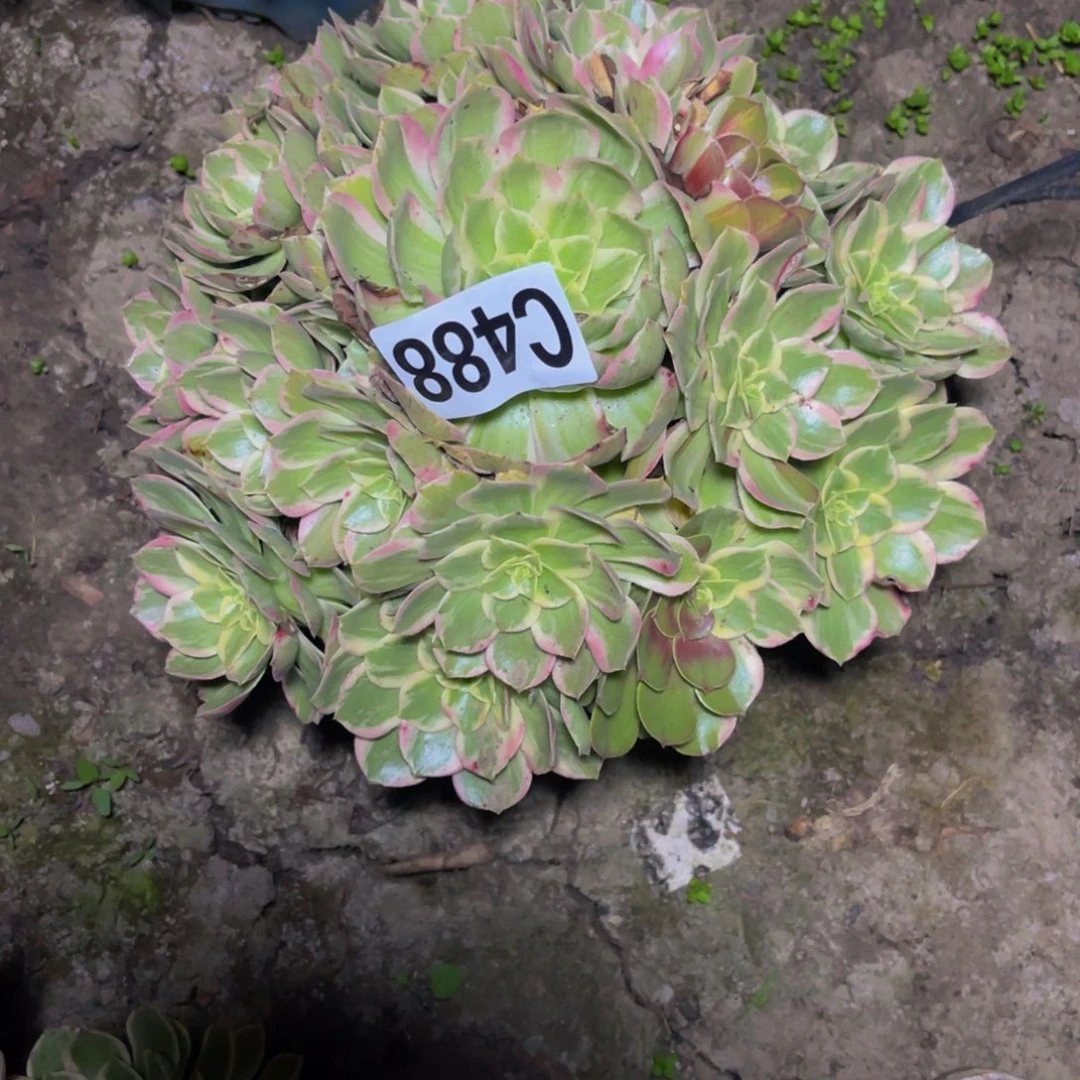 水蜜桃法师26///37包邮