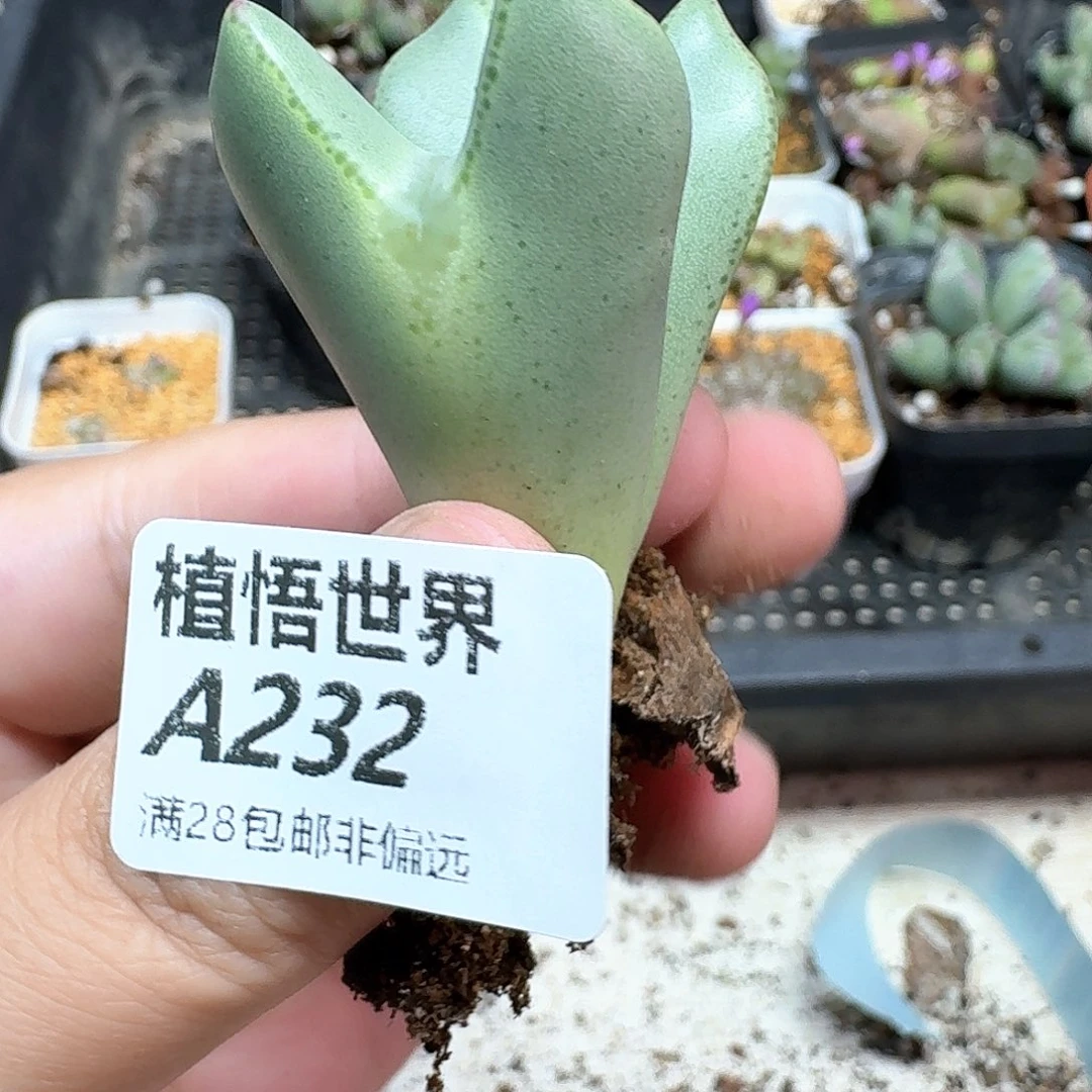 多肉植物的日子去df