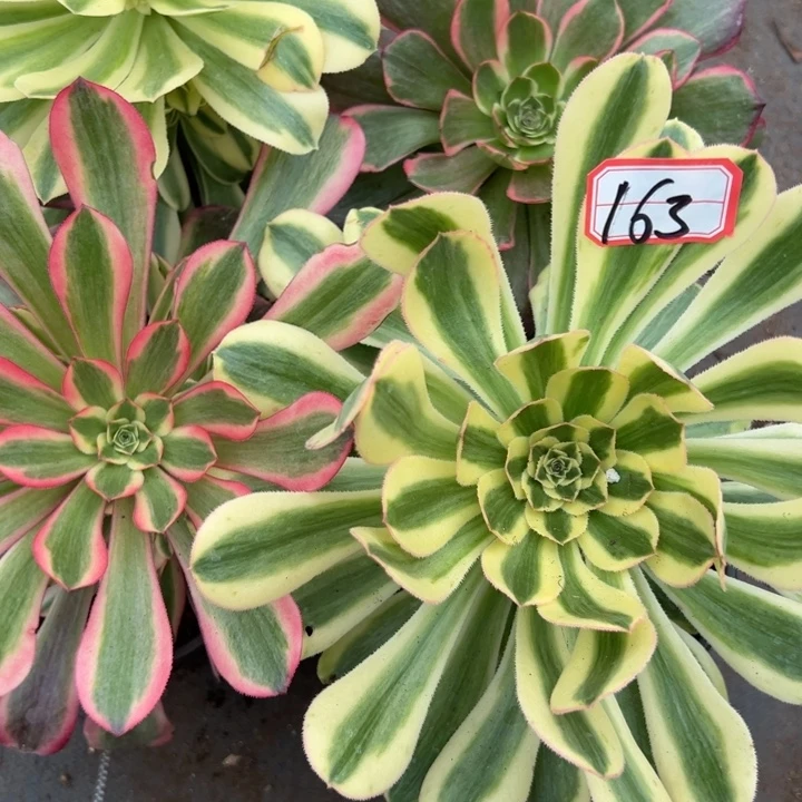 多肉植物163不售后