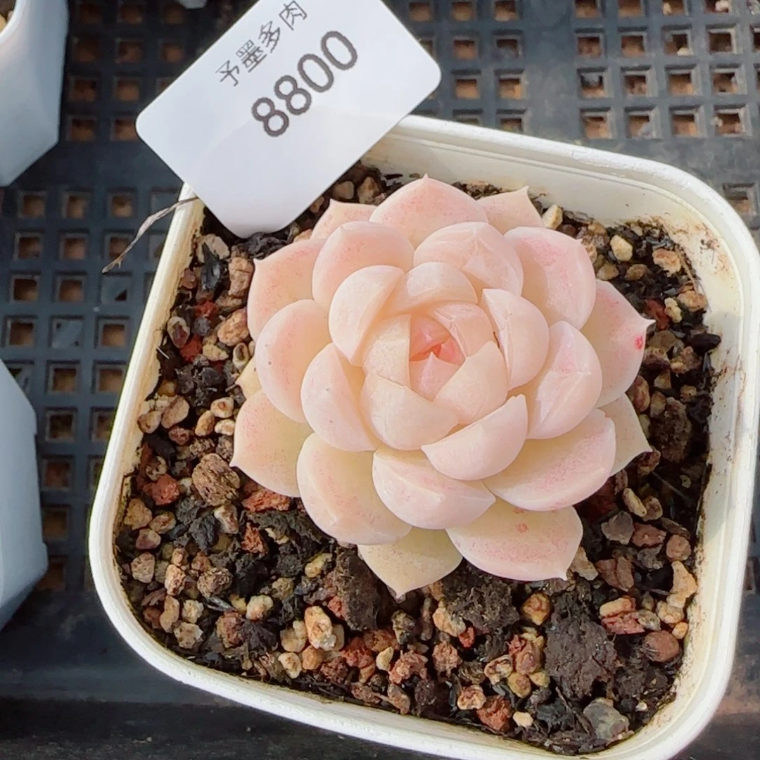 孤月珍妮，88800多肉植物