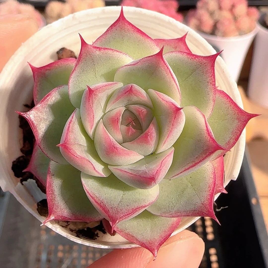 多肉1214-193女王玫瑰