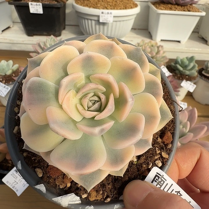 汉堡锦11111115-74