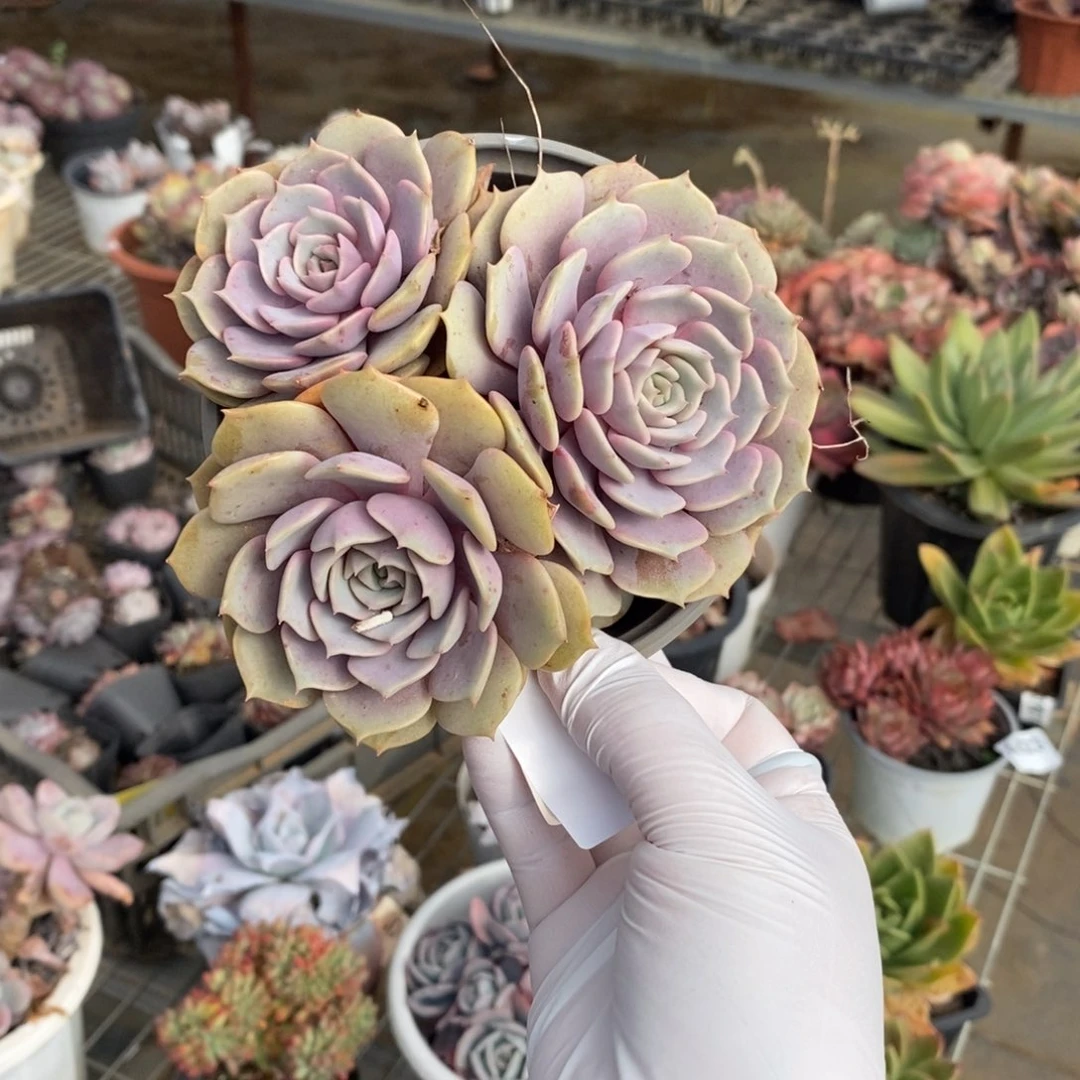 371粉蝶多头一物一拍