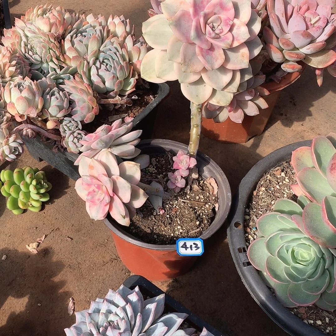 413紫乐锦一物一拍多肉