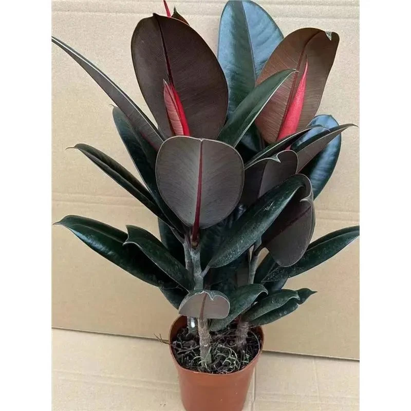 黑金刚橡皮树盆栽植物室内客厅绿植净化空气吸甲醛桌面好养活花卉