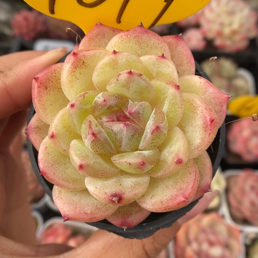 油透珍妮1019号。