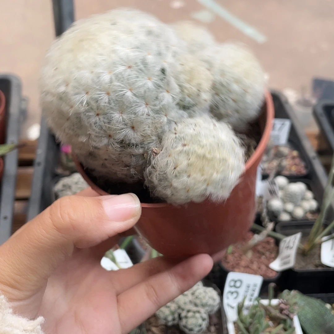 816特价白星（满18元包邮）