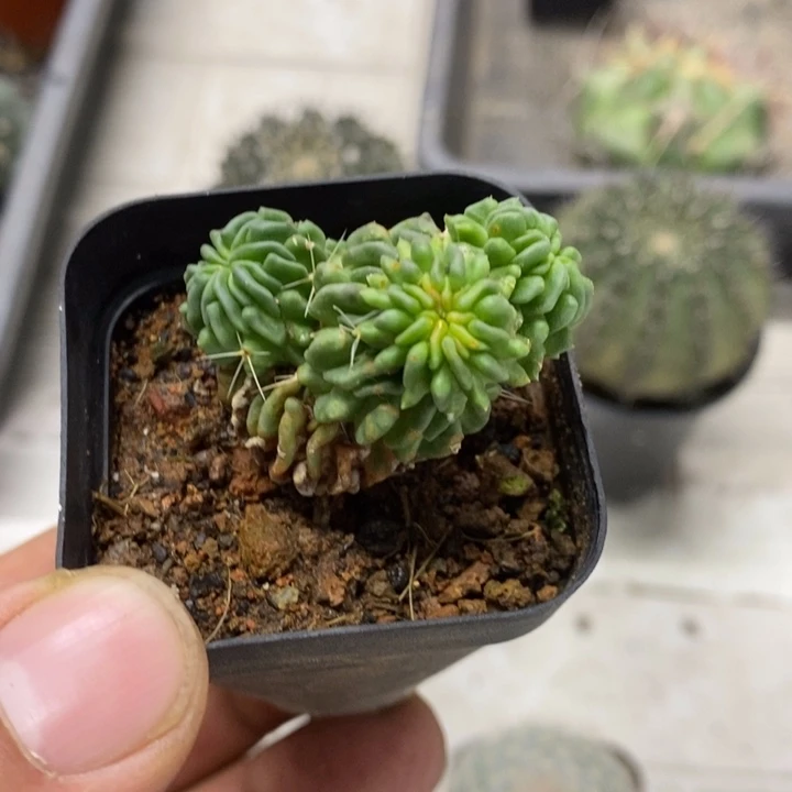 蝌蚪球群特价福利