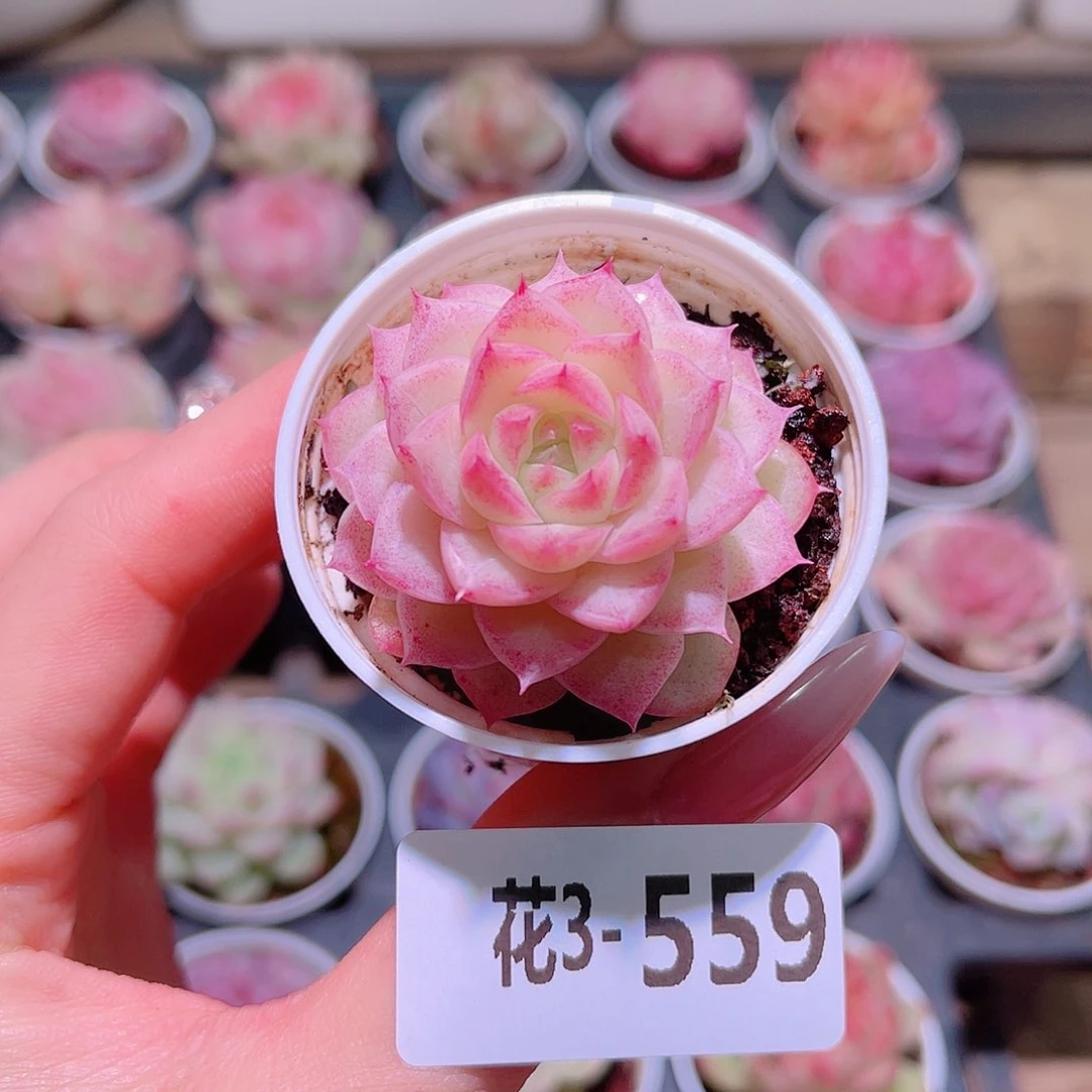 花利美3-559麦秆