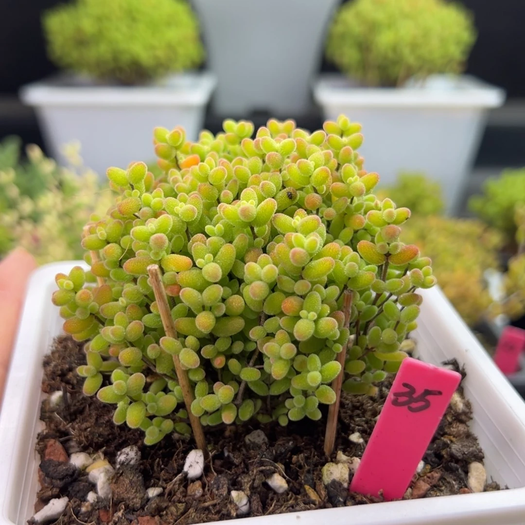 直腿蜜橘35号12cm盆