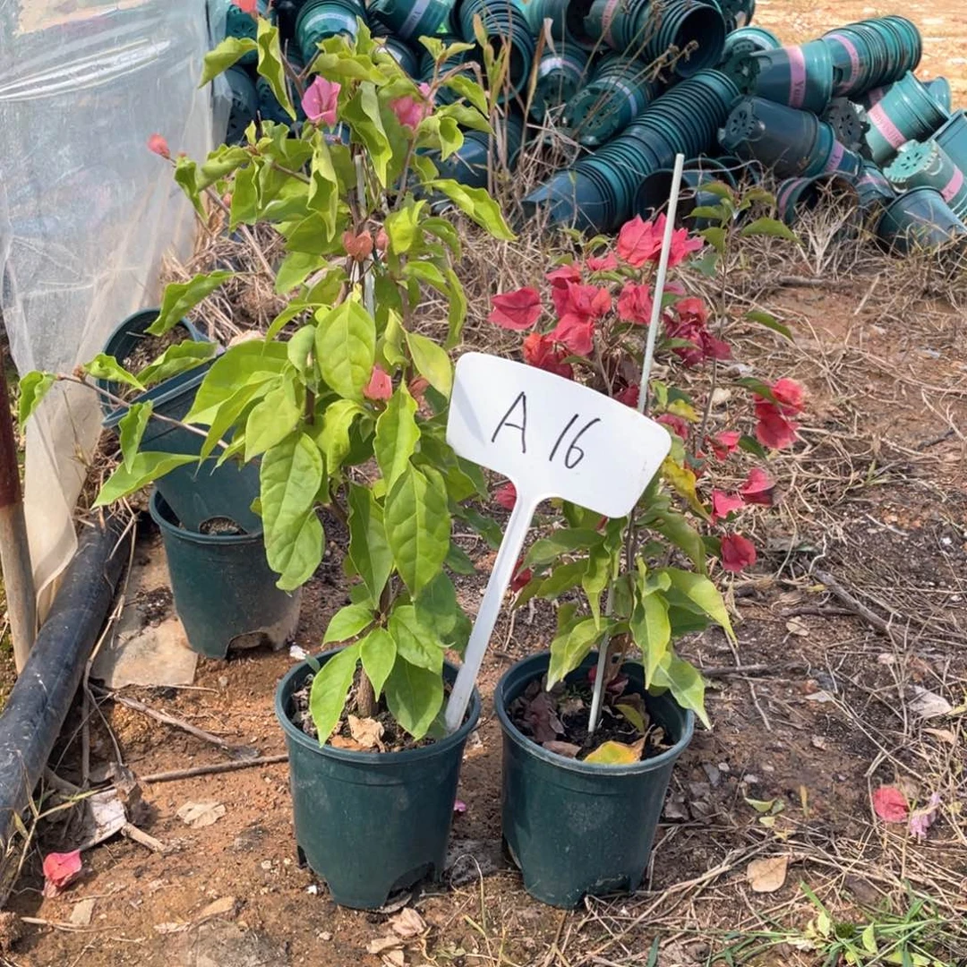 李***堂全部花朵橙粉公主+热火A16