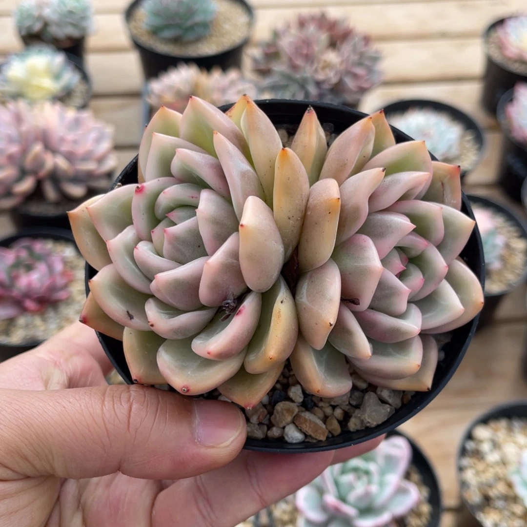 香槟锦一物一拍不支持退换