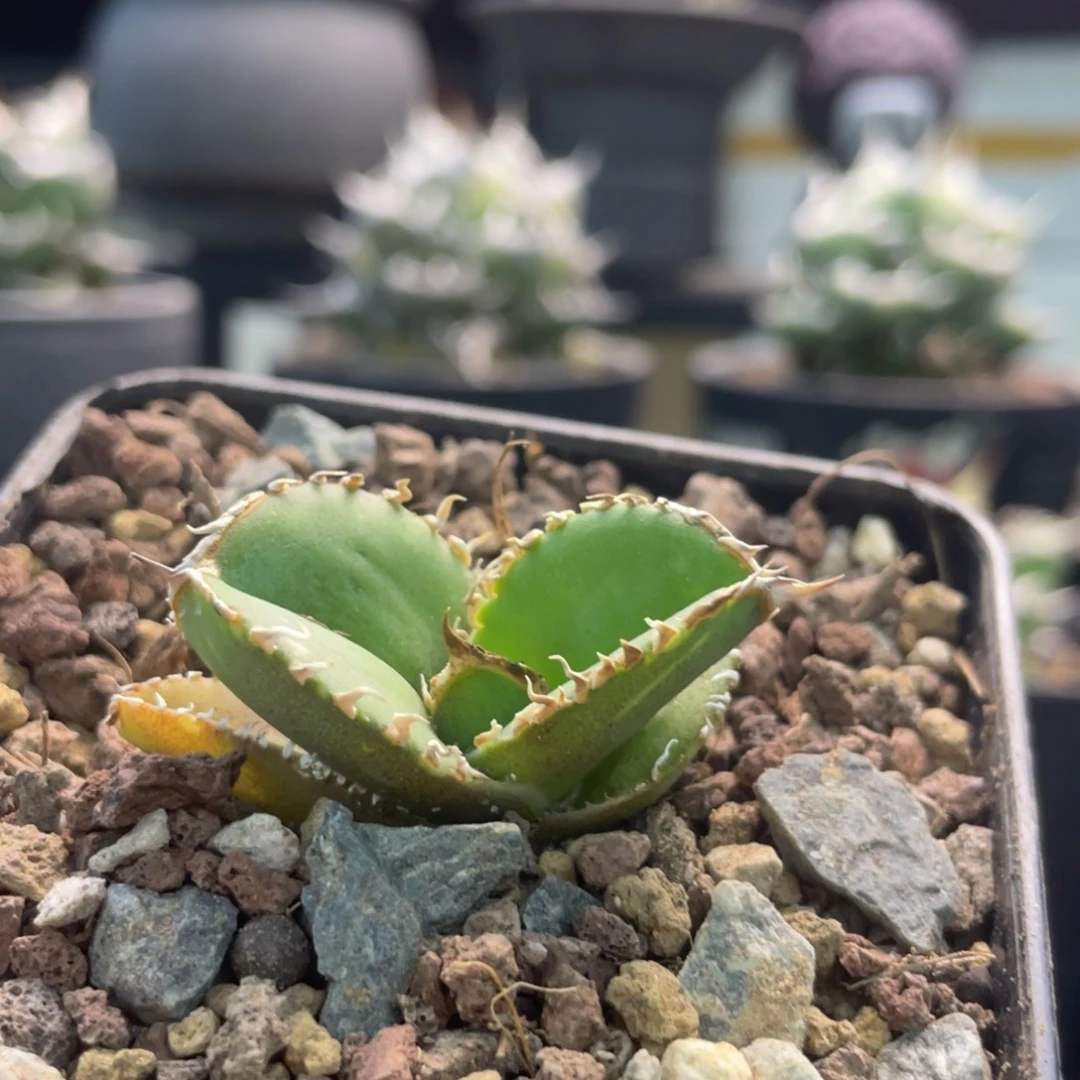 面包蟹88888888888888