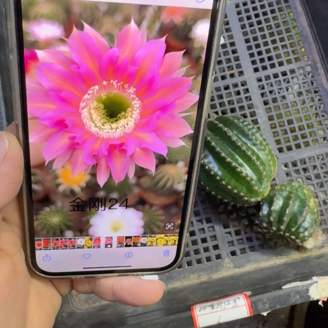 246金刚24歪无根侧牙4公分左右，20包邮