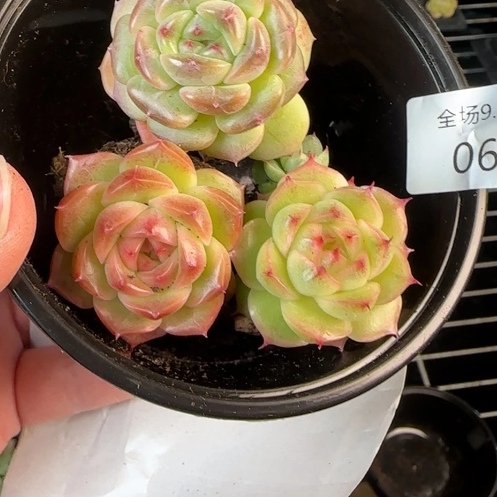 672号拼盘组合拍一颗发三颗