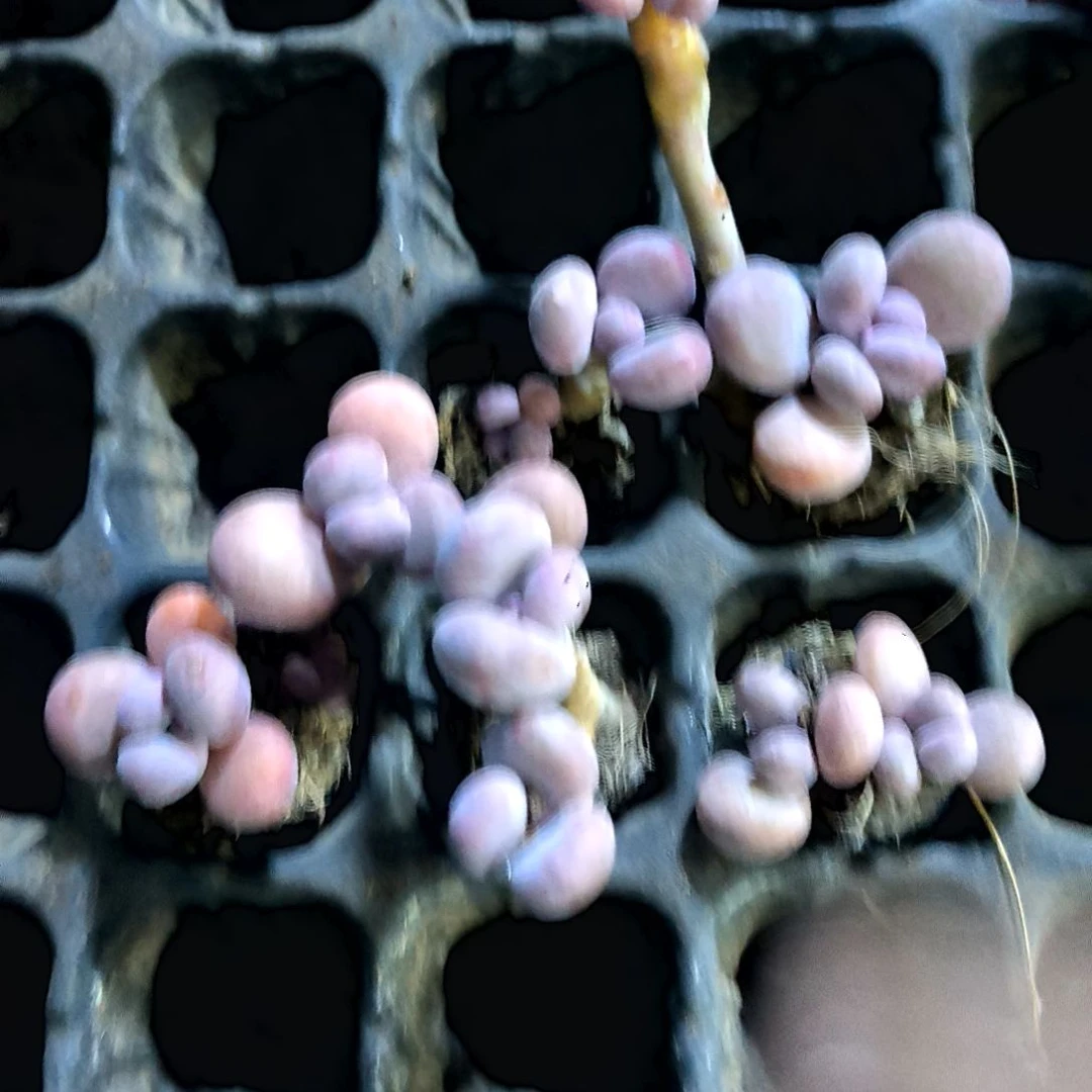 粉美人奶酪老庄双头售后八条腿
