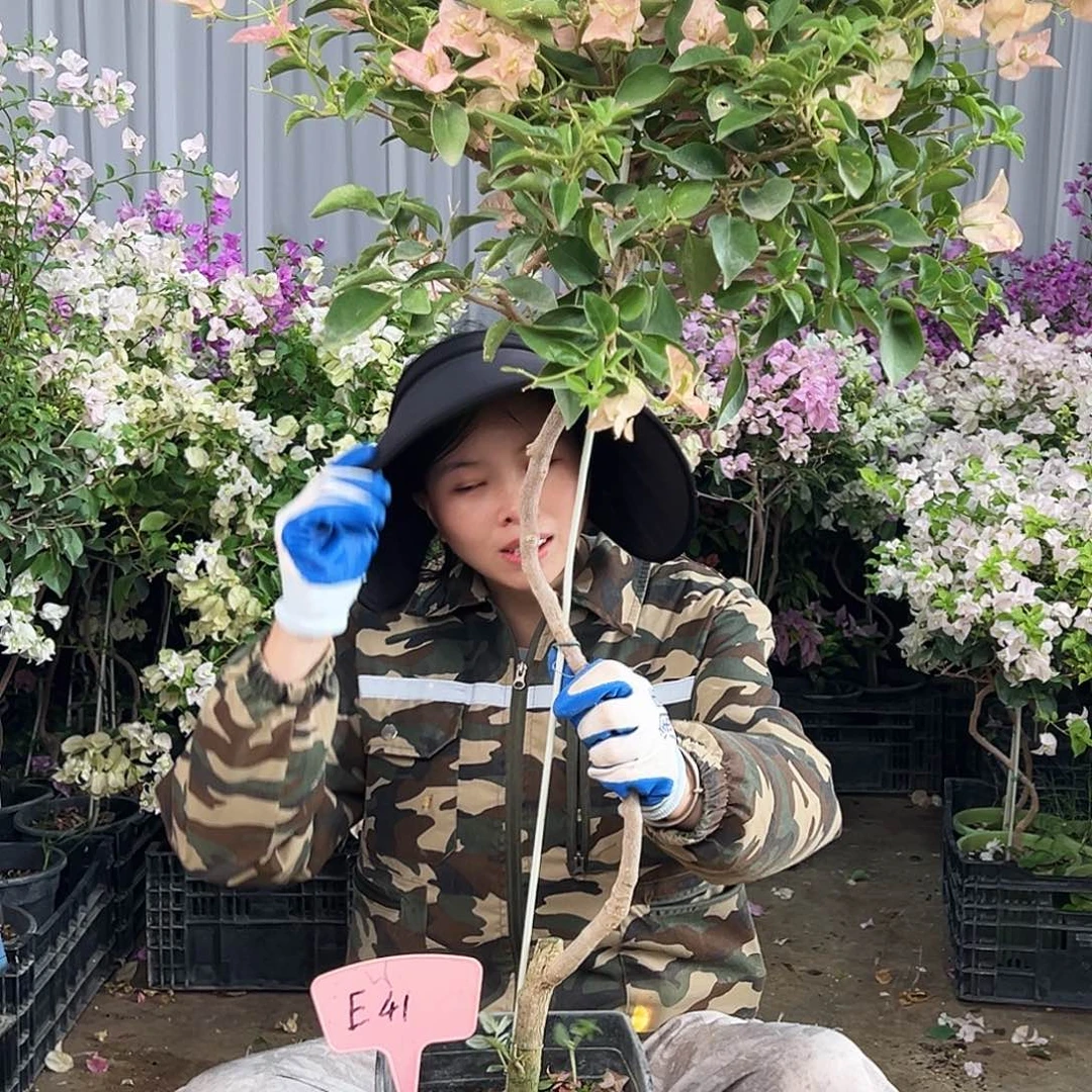 昊***文大部分花苞少量开放E41卡亚塔