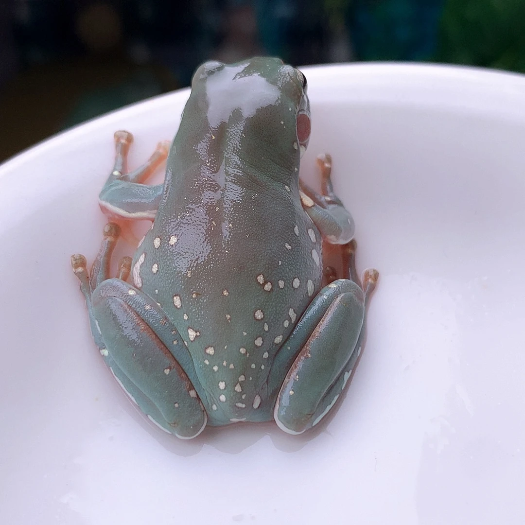 老爷树蛙2号精品暴雪，大雪花