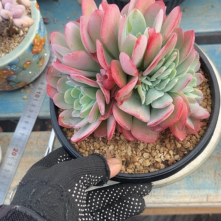 多肉植物一物一拍