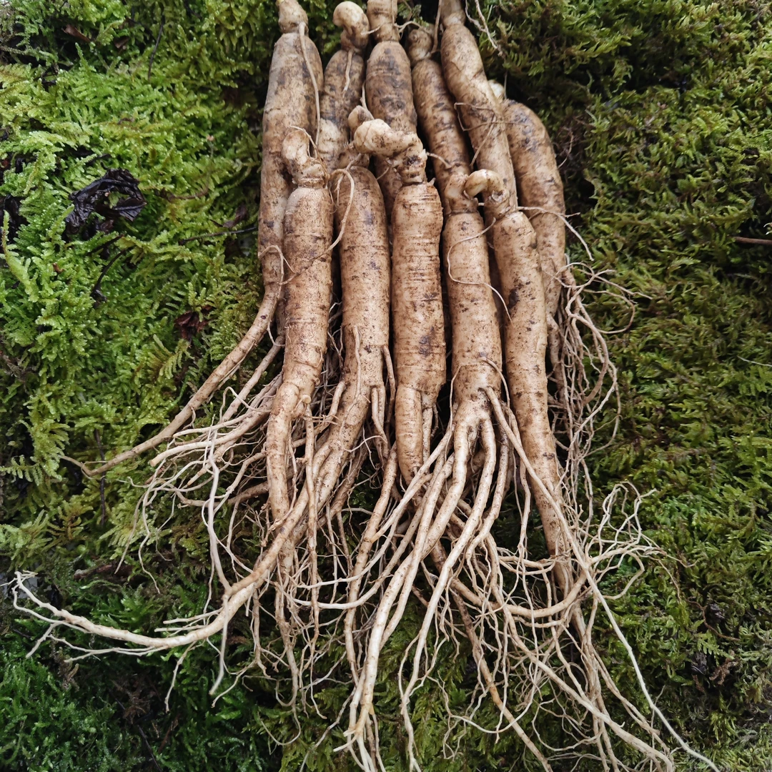 长白山新鲜现挖现人参15-21g*20支原产地顺丰发货包邮