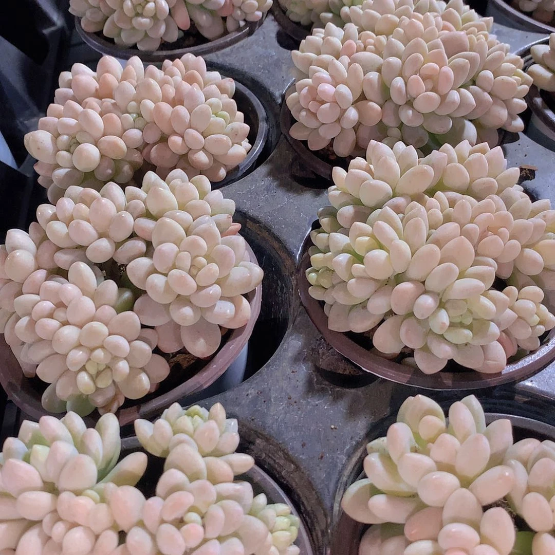 洛可可346789900000