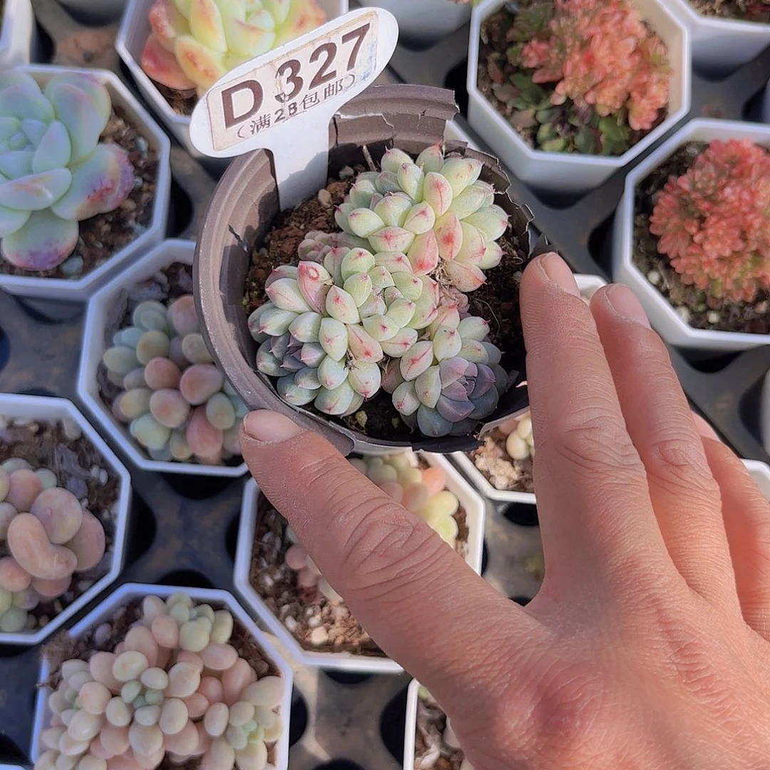 风**当D327如梦令一物一拍