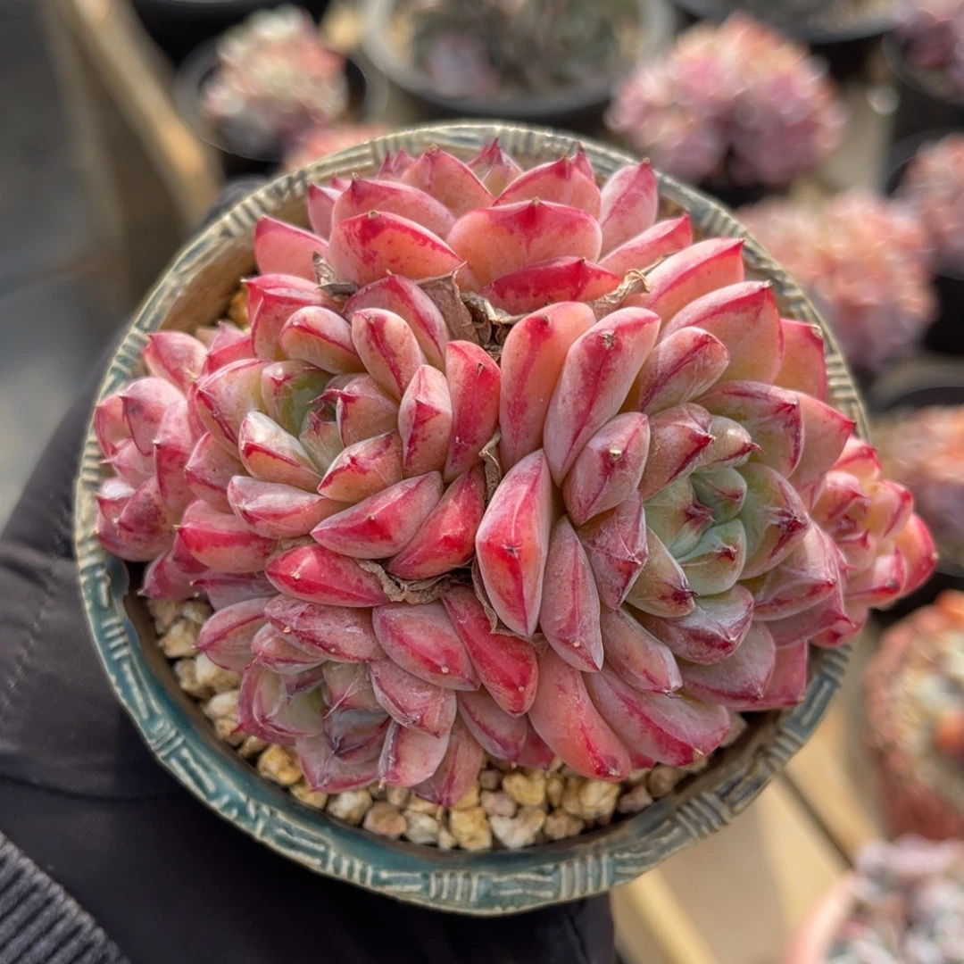 一物一拍不支持退换