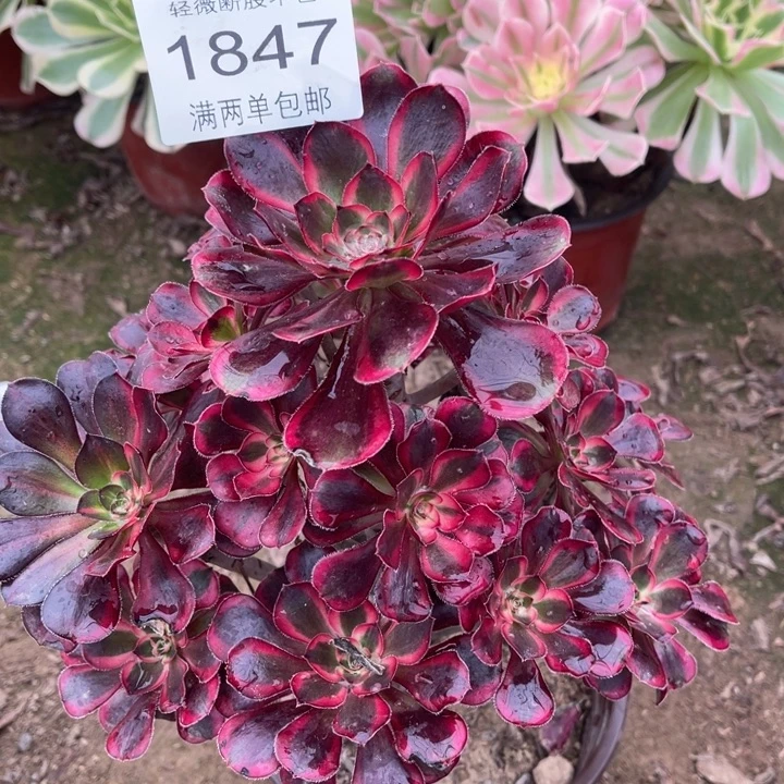 1847香奈的的多肉的