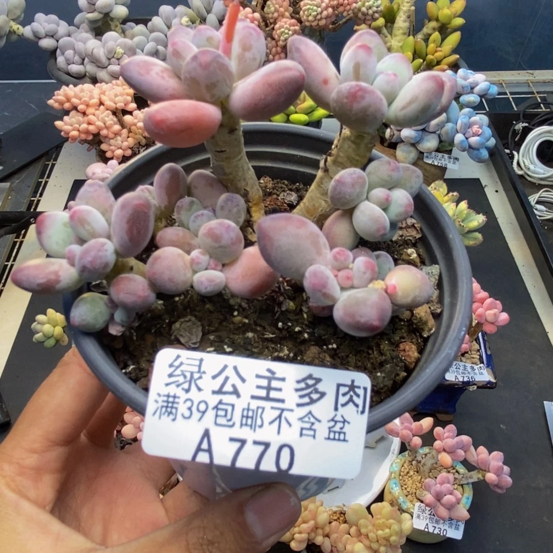 770苹果奶一代多肉7c m