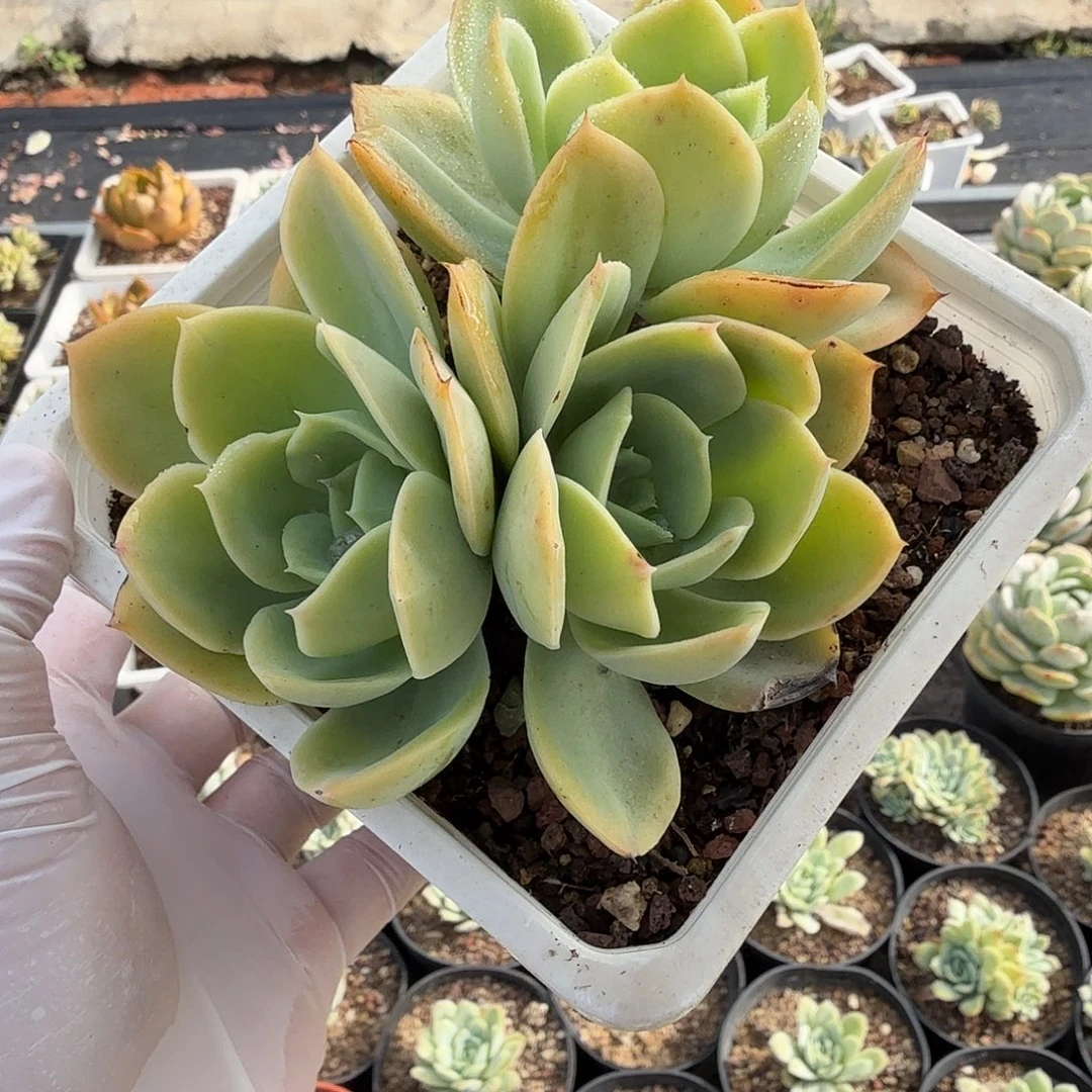 十公分无砍星娜塔满20包邮