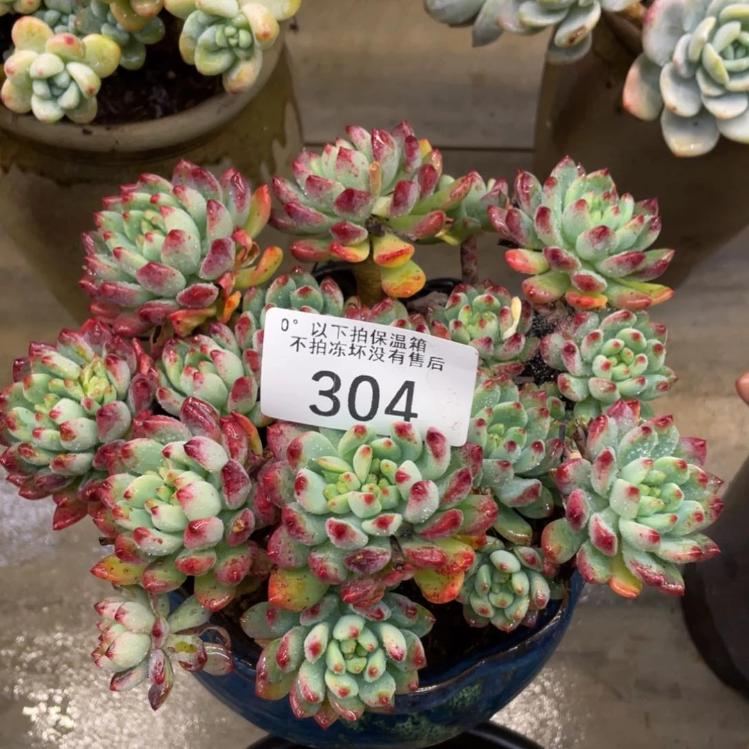 黑大帅多肉304蓝苹果