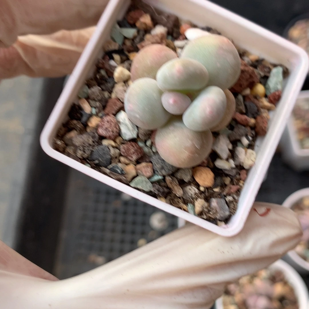 黄金鸡蛋大叶奶大叶奶