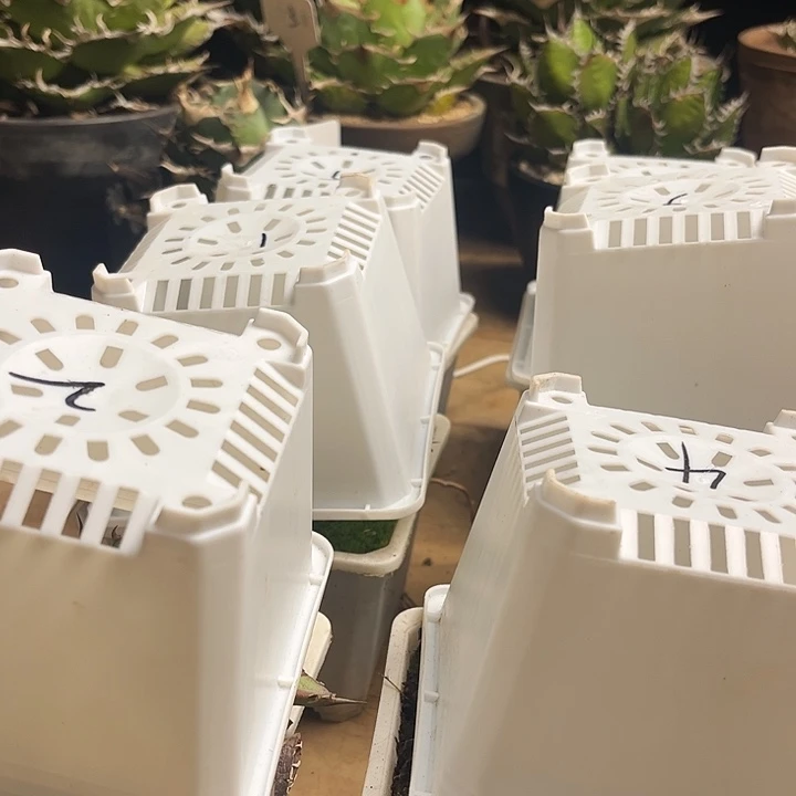 冒****龙舌兰仁王冠实生