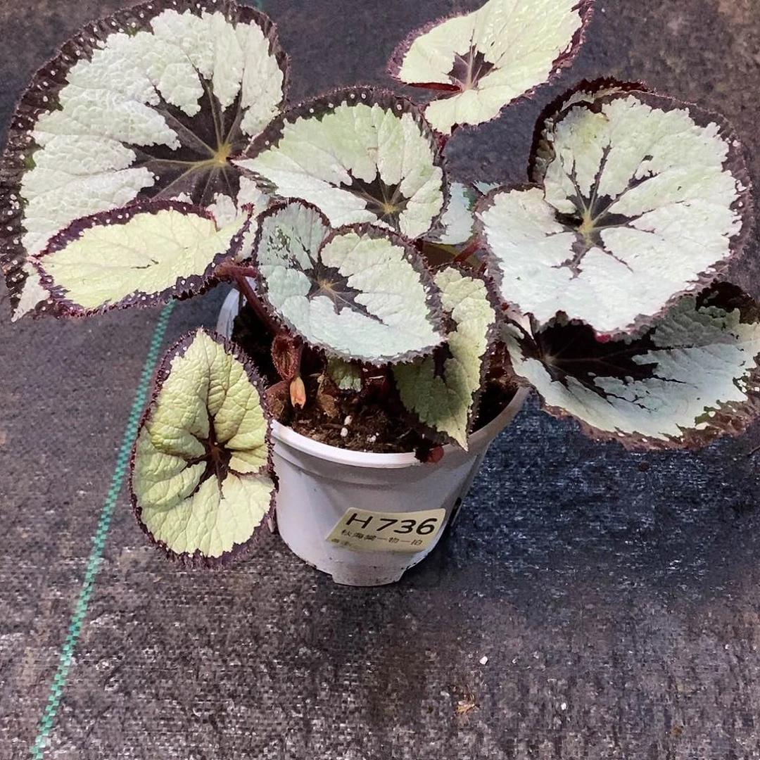 不开花植物没****ɞ秋海棠736