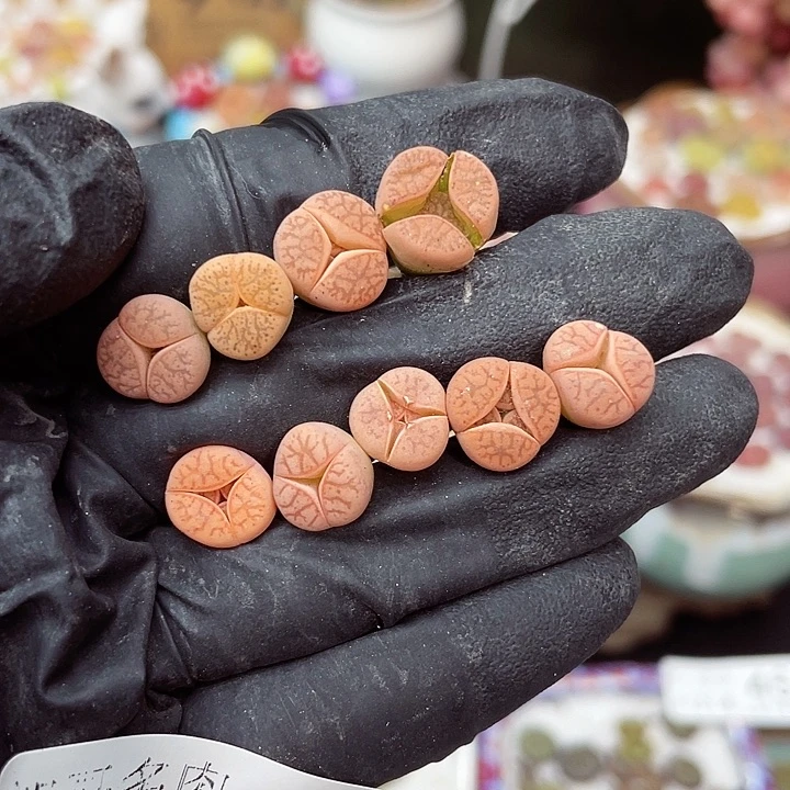 生石花满18包邮14-95