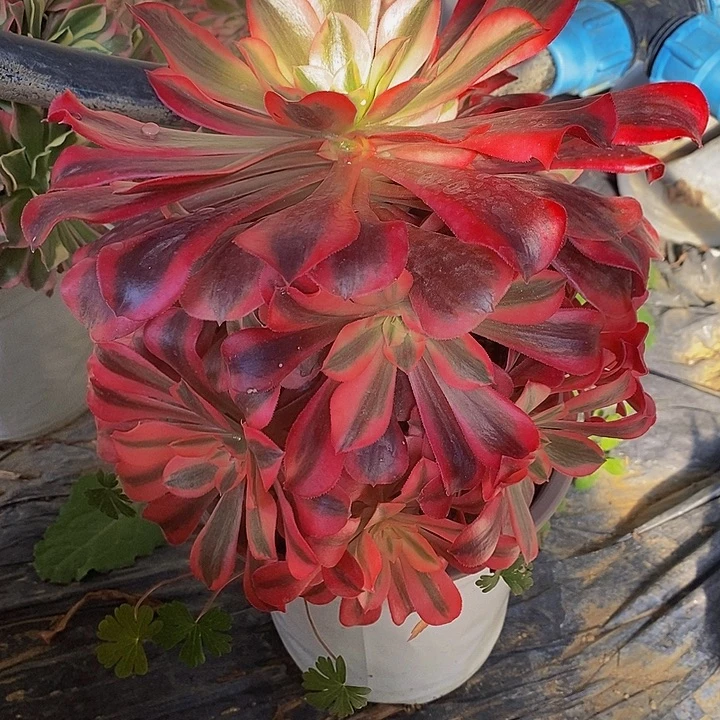 美杜莎老桩捧花820号