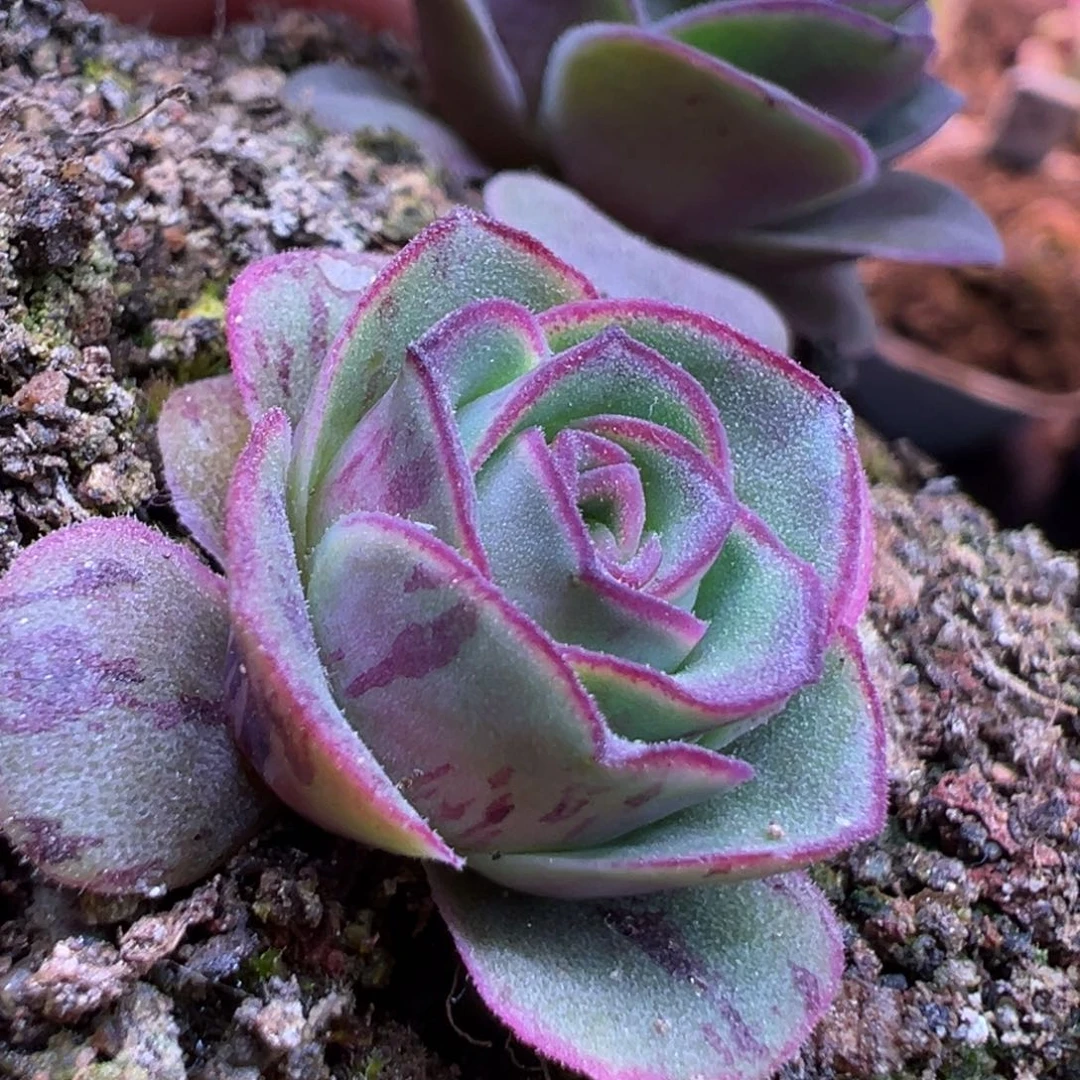 糖糖518 绝色系3代 下播福利