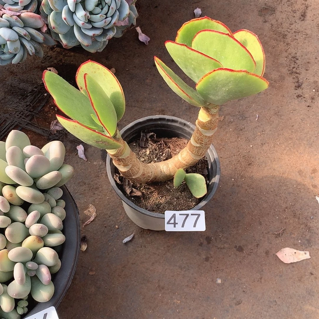 477青梅 一物一拍多肉