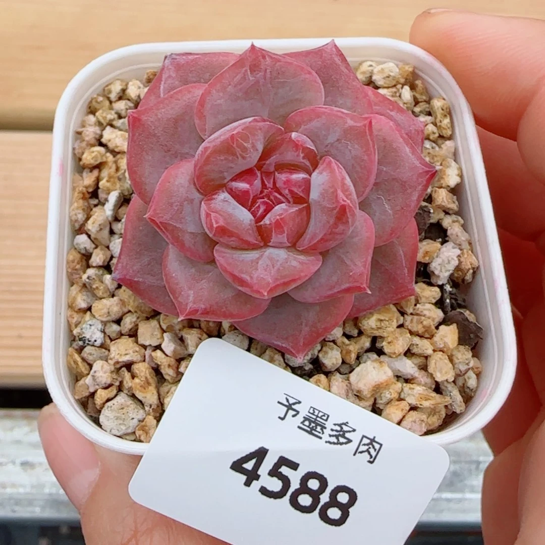 琥珀福利，4588多肉