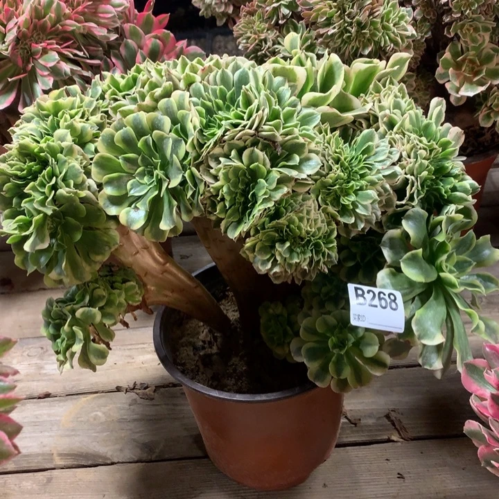 268绿豆沙缀多肉法师