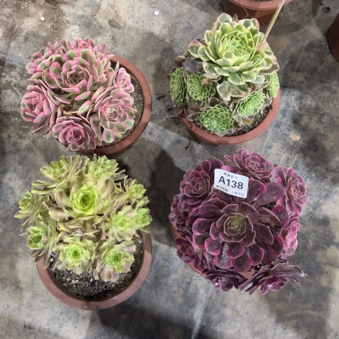 【闪购商品】套餐138多肉