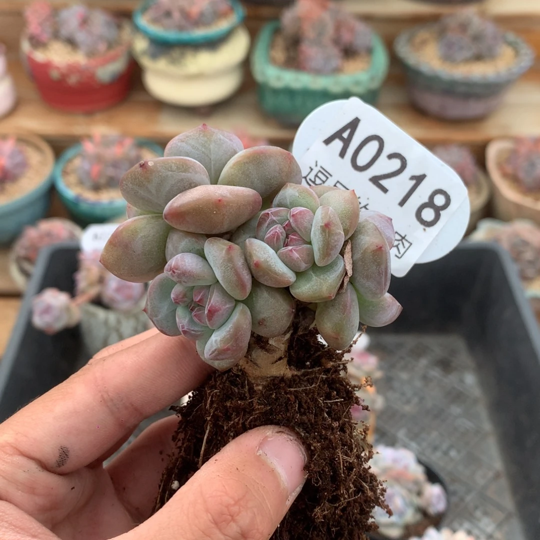 A0218 特价突尼斯 有砍 7cm