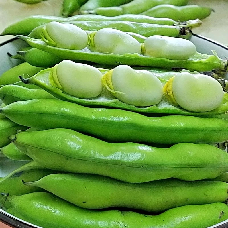 云南新鲜蚕豆带壳罗汉豆胡豆兰花豆现摘蔬菜