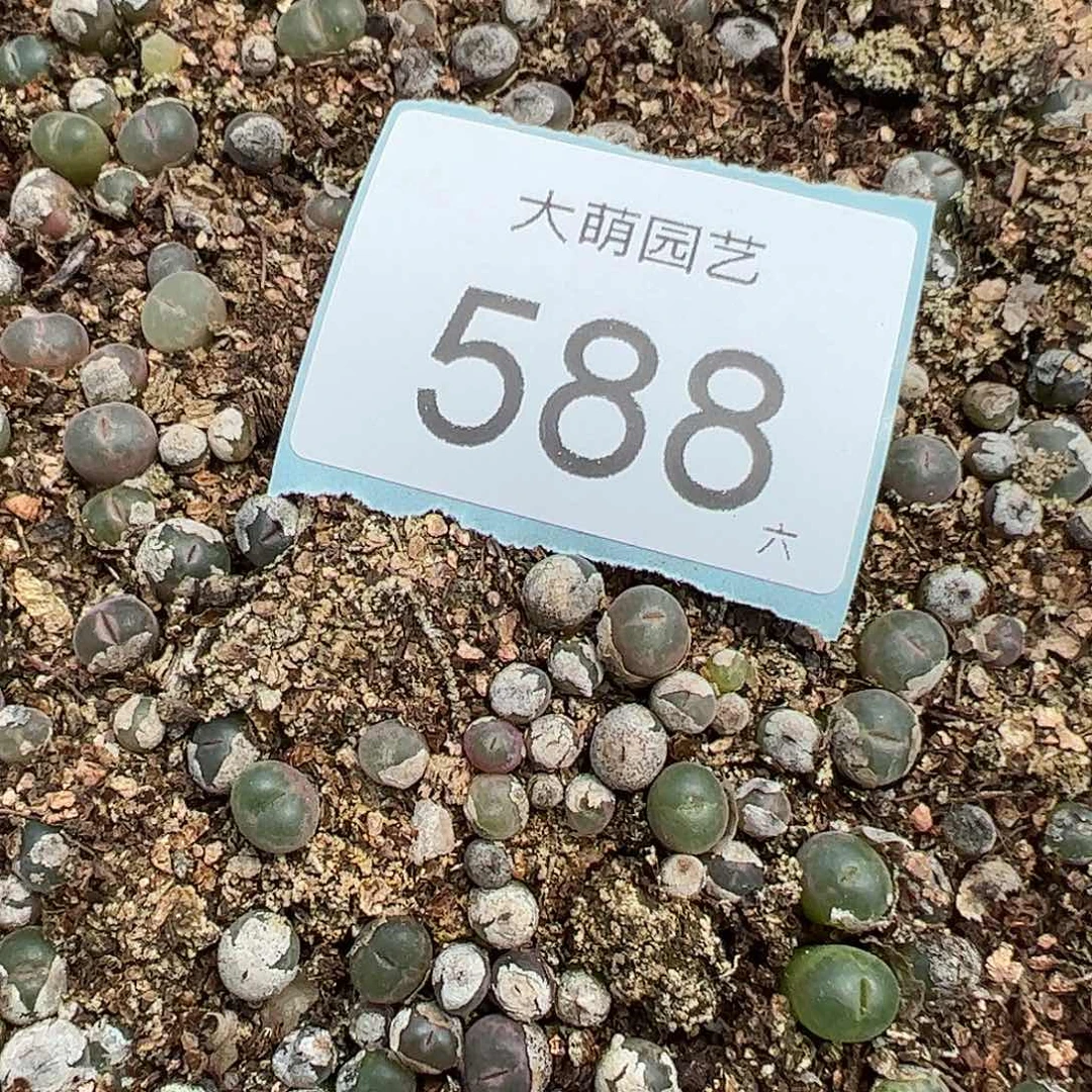 0000588量拍安格尼斯之眼风铃1颗尺寸不低于0.6脱土发