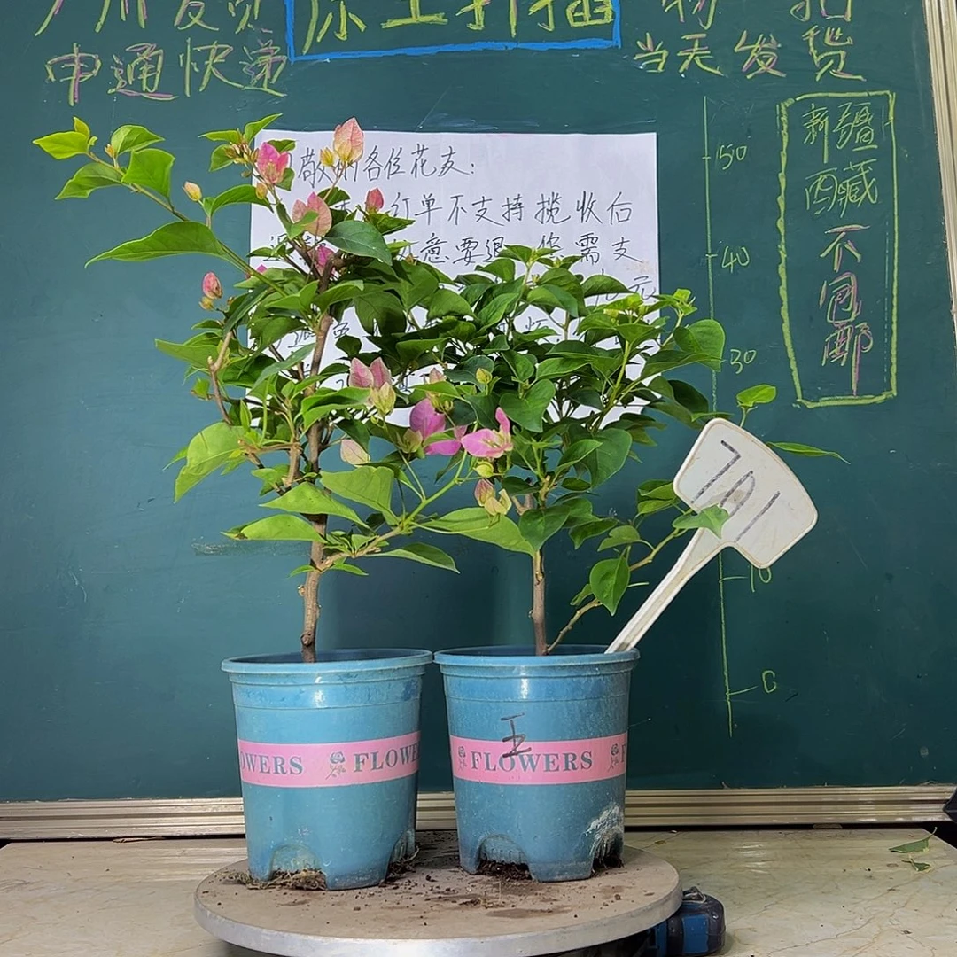 当前无花栽培后可以开花开播 漳红樱 暗斑五宝 701