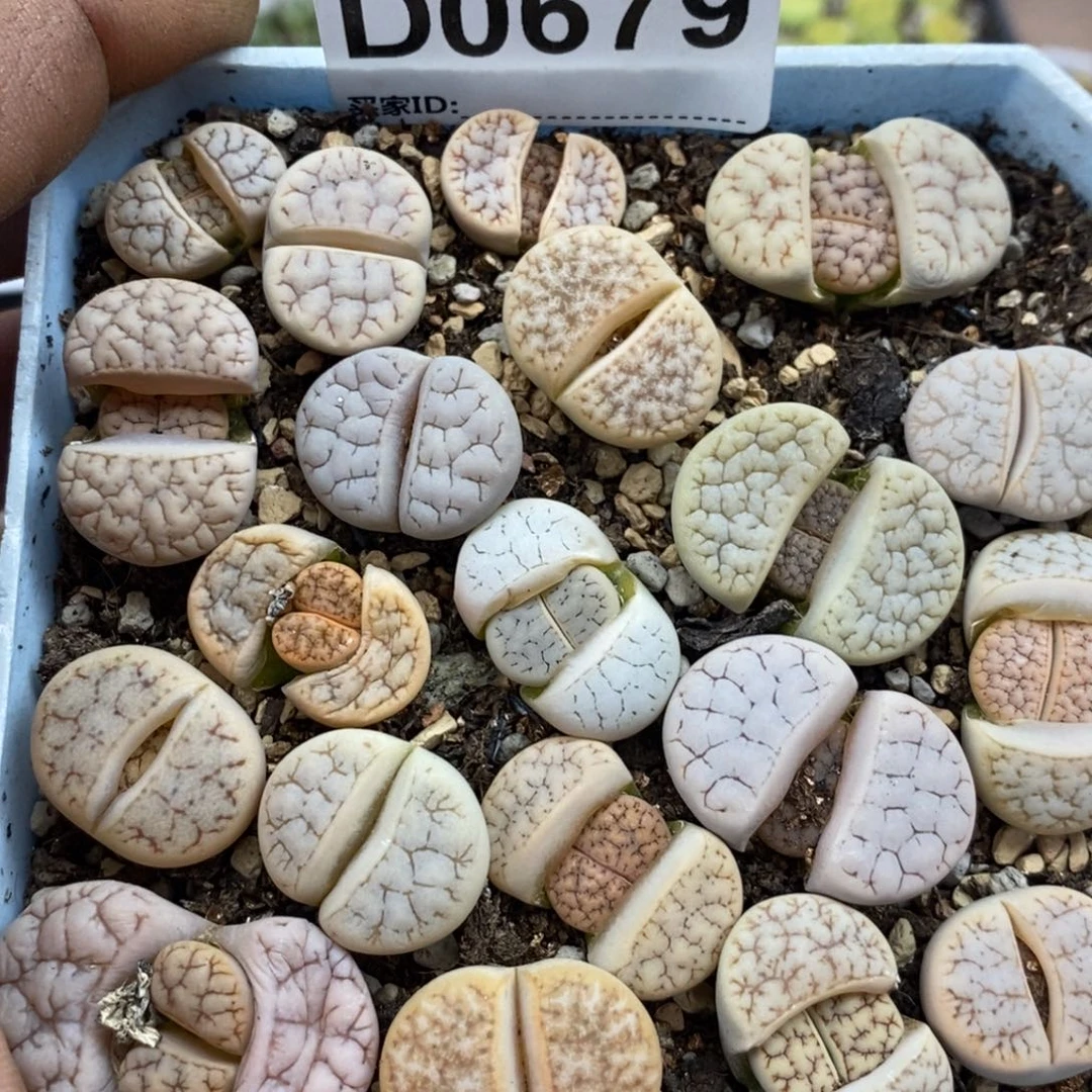 0679带盆发一物一拍。