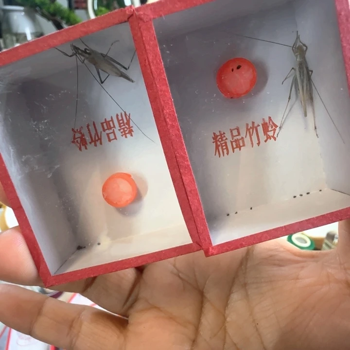 紫竹2只啊啊啊啊啊啊