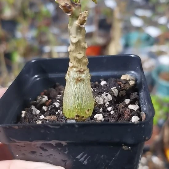 娜娜实生带盆土发货